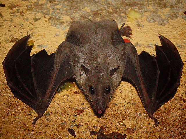 Murciélago egipcio- © Nilflughund