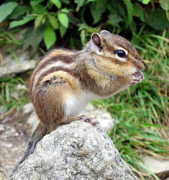 Sciurus - © Michael Drummond