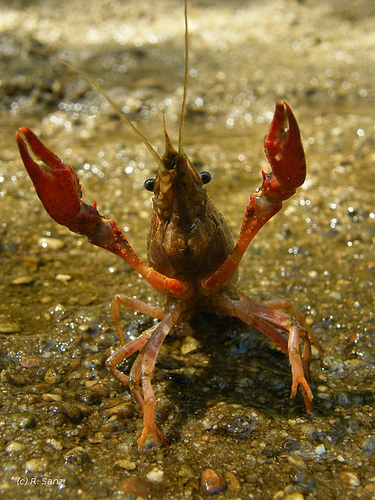 Cangrejo rojo