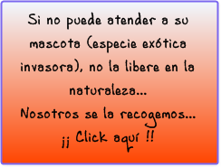 Recogemos su mascota si es una especie invasora