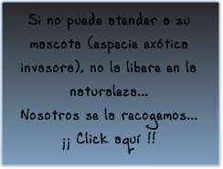 Recogemos su mascota si es una especie invasora