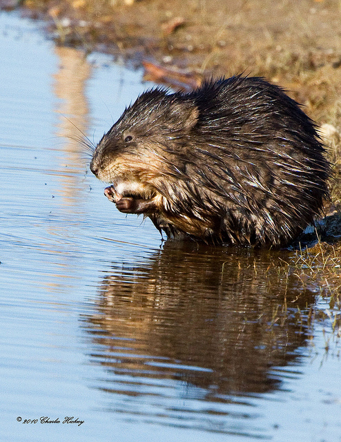Rata almizclera - © Charlie Hickey