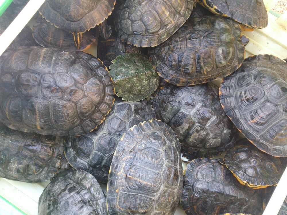 Tortugas recogidas