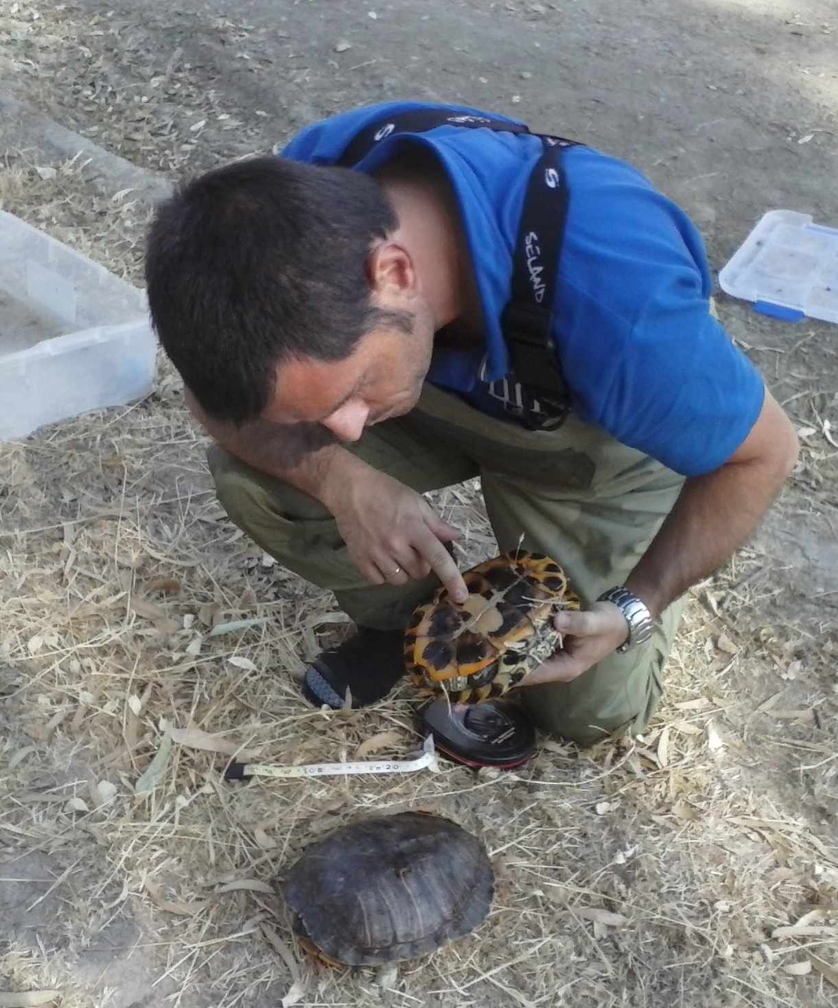 Trachemis scripta