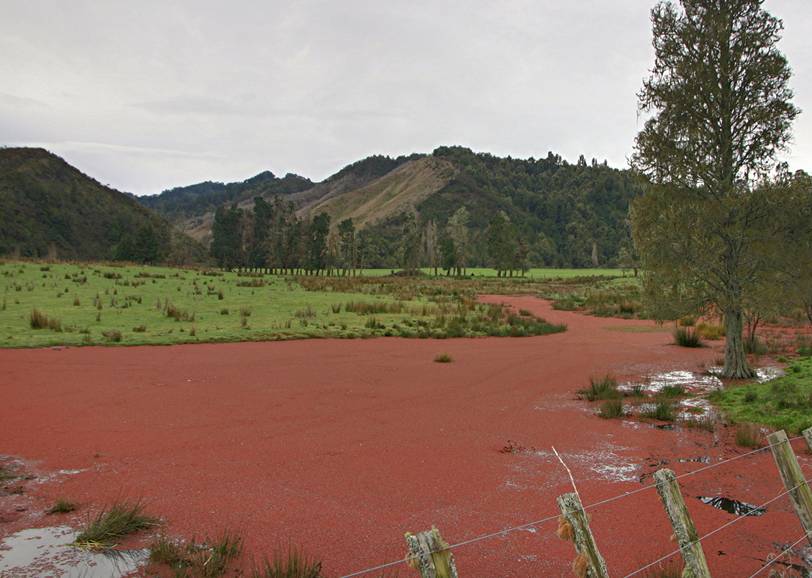 Azolla filiculoides - © Steve H