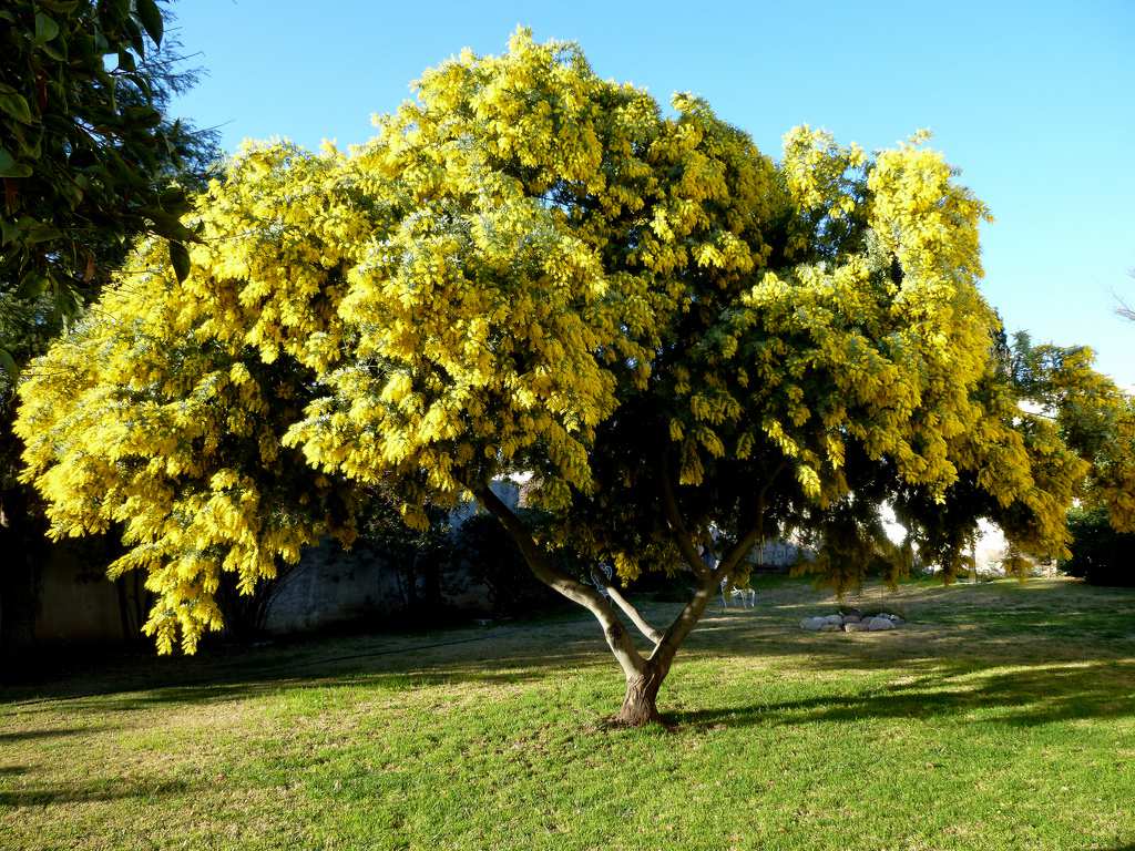 Mimosa - © Nirene