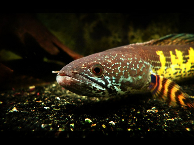 Pez cabeza de serpiente- © Jump